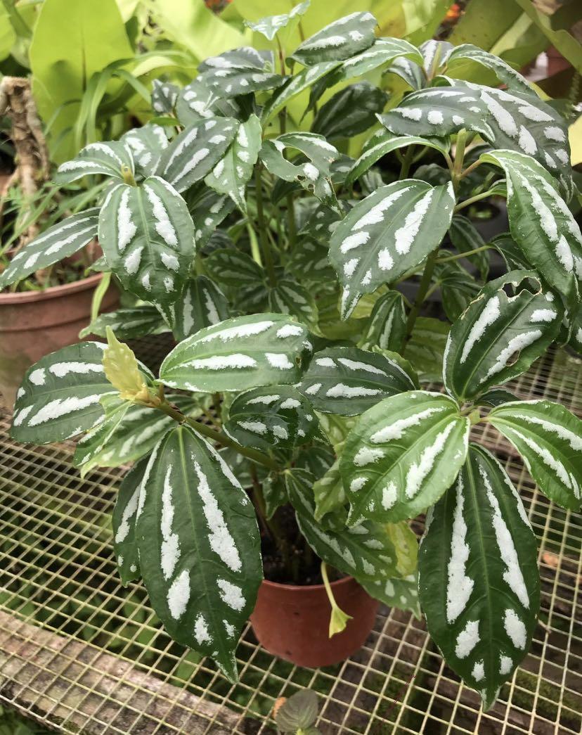 Pilea Cadierei Watermelon Pilea Gardening Plants On Carousell