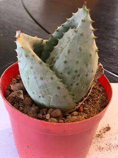 (Category: ) located in . Submitted by purplebird88 (Listing ID 1029180292, Image 1). Description: .