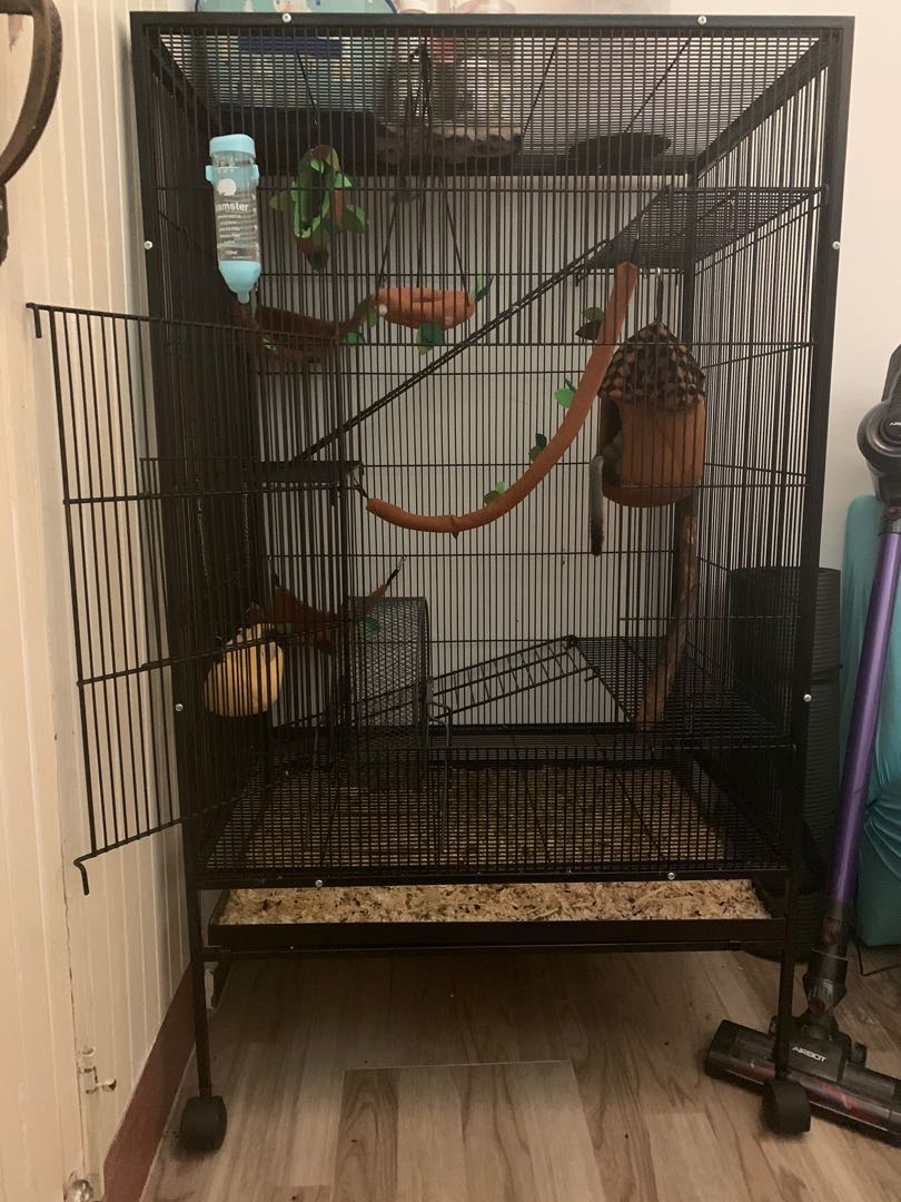 Big sugar glider cage shop