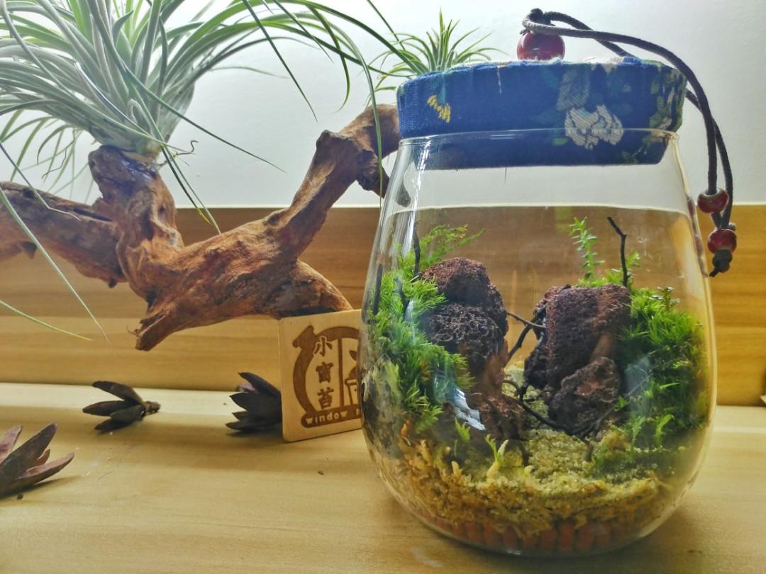 溫室瓶 已售 180歡迎訂造 傢俬 家居 Gardening Plants Carousell