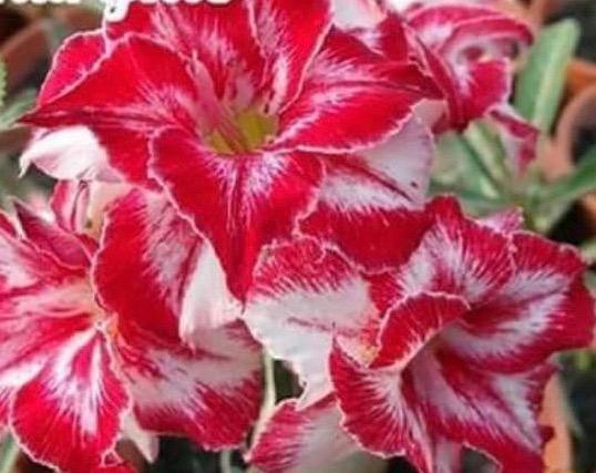 Adenium Amaryllis Æ±é¡¶çº¢ Gardening Plants On Carousell