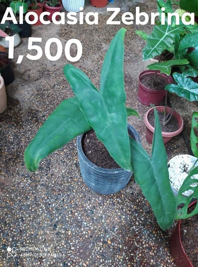 Alocasia Zebrina Gardening Flowers Plants On Carousell