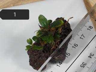 Bucephalandra mini coin