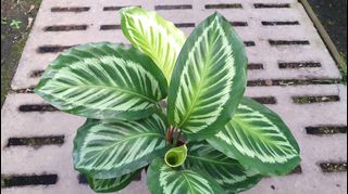 (Category: ) located in . Submitted by urban.cultivar (Listing ID 1029529867, Image 1). Description: .