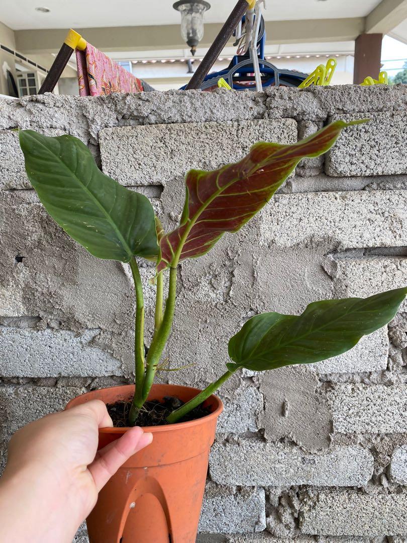 Philodendron Subhastatum Home Furniture Gardening On Carousell