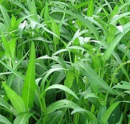 通菜空心菜種子水耕菜菜種園藝親子菜田田園樂入手級容易種有機菜morning Glory Water Convolvulus Hydroponics Seeds Plants 傢俬 家居 Gardening Plants Carousell