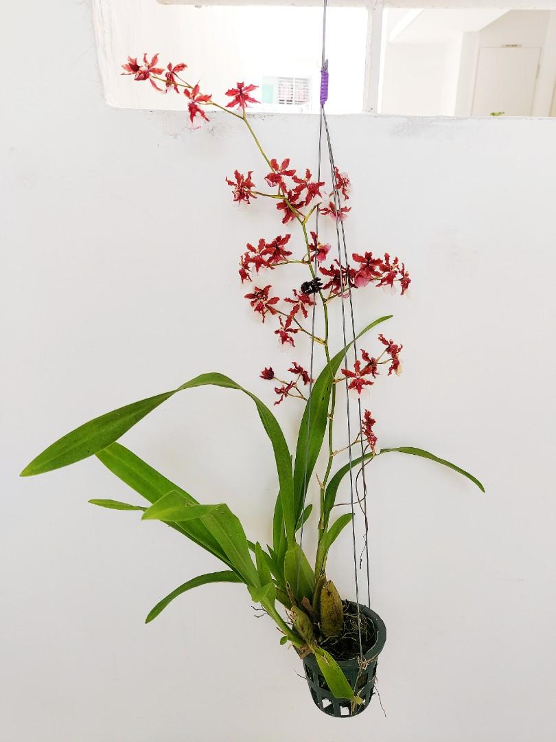 Oncidium Sharry Baby Orchid Gardening Plants On Carousell