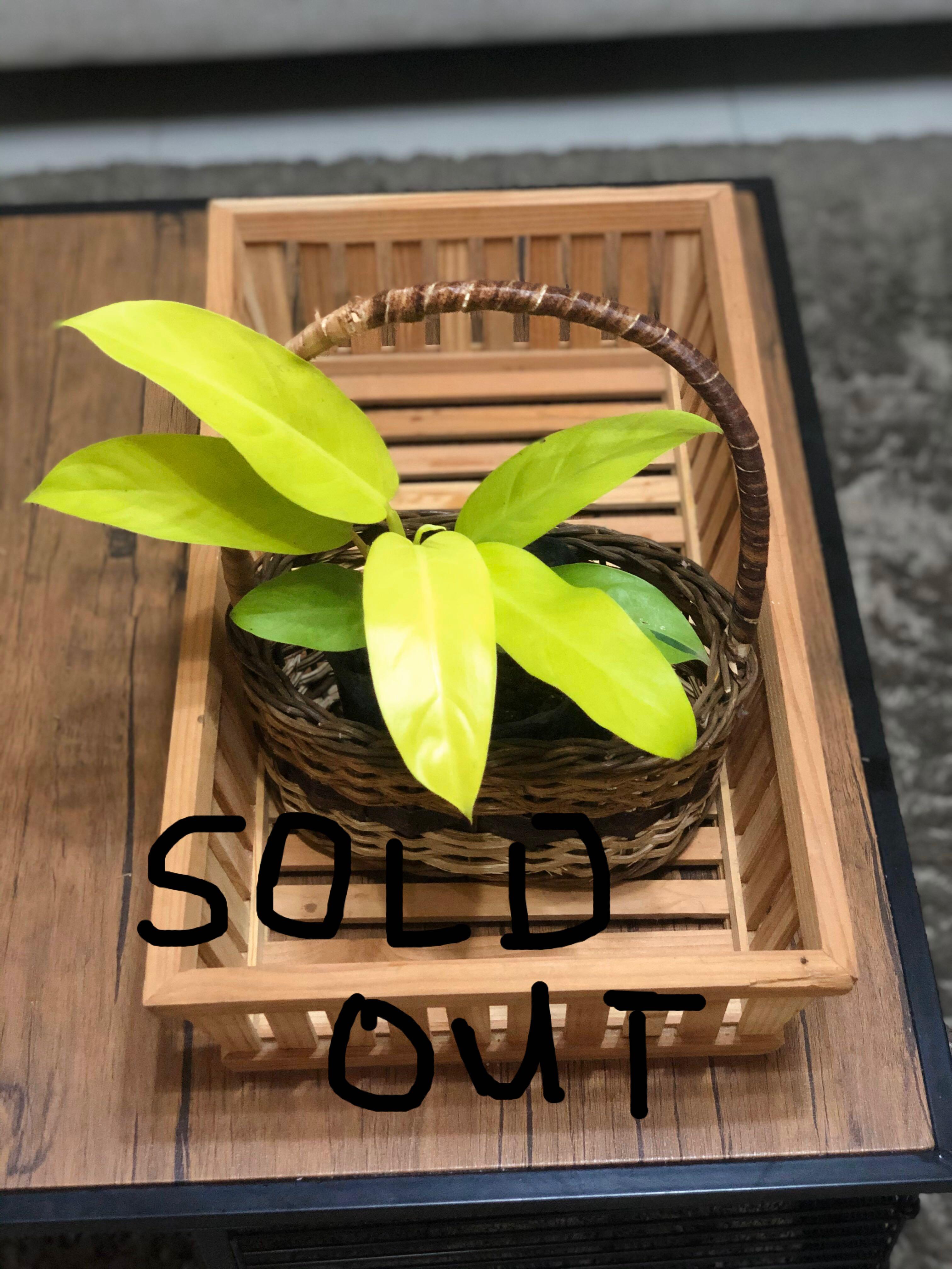 Philodendron Ceylon Golden Plant Indoor Plant Gardening Flowers Plants On Carousell