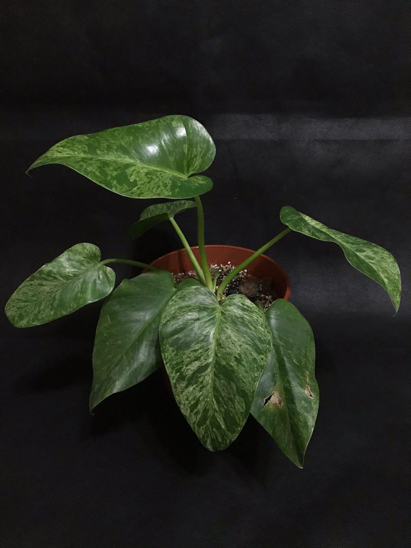 Philodendron Giganteum Variegated Singapore