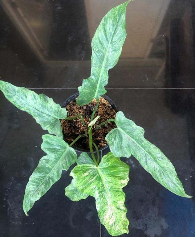 Philodendron Golden Dragon Lime Fiddle Home Furniture Gardening On Carousell