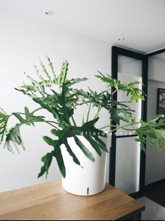 (Category: ) located in . Submitted by dfloralsense (Listing ID 1025449860, Image 1). Description: .