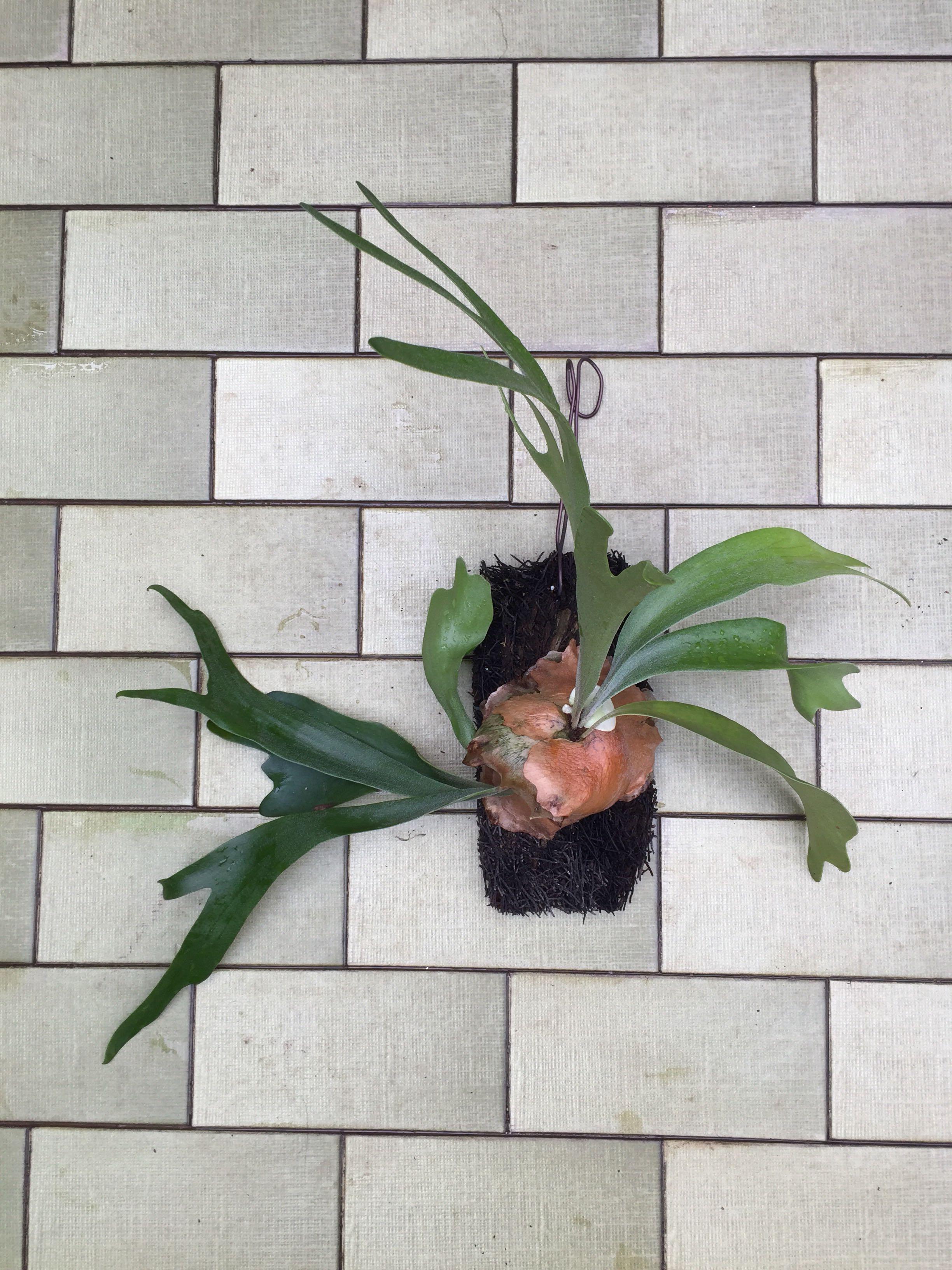 Platycerium Donkey Dwarf Bifurcatum Staghorn Fern Ferns Gardening Plants On Carousell