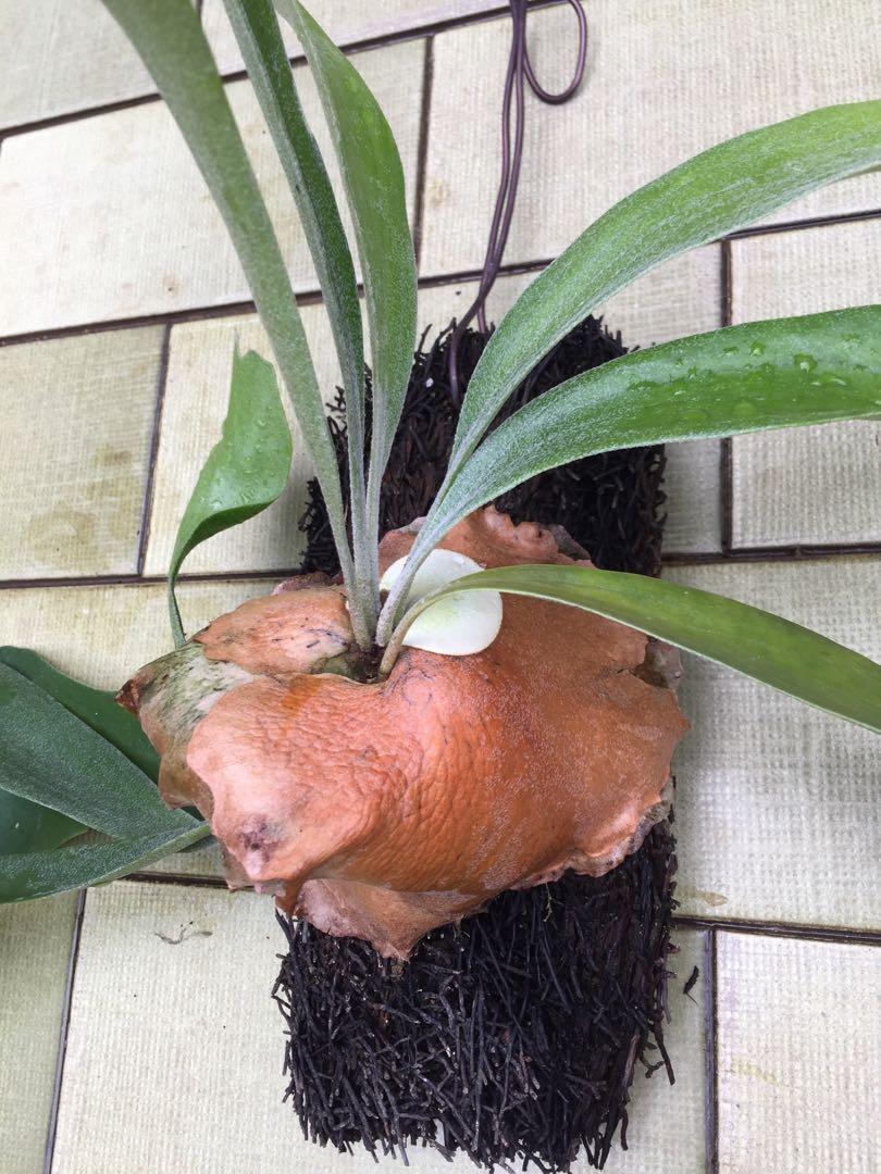 Platycerium Donkey Dwarf Bifurcatum Staghorn Fern Ferns Gardening Plants On Carousell