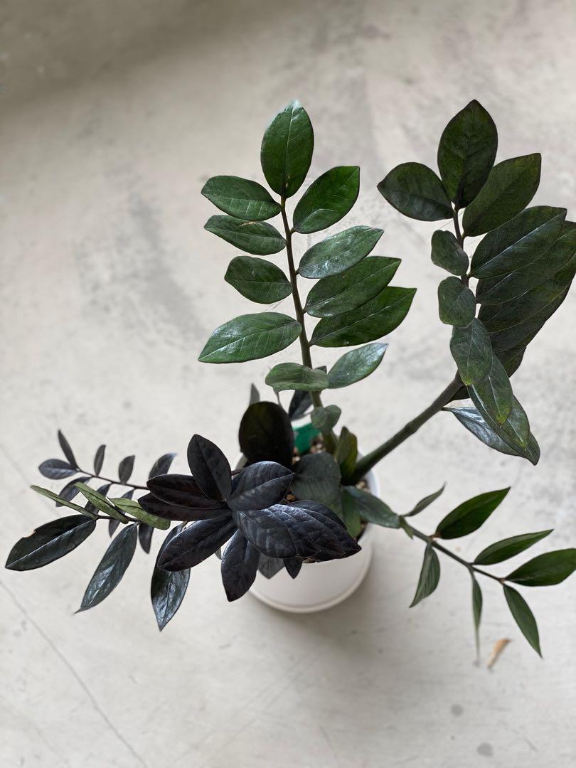 Zz Raven And Free Aloe Vera Plant Gardening Plants On Carousell