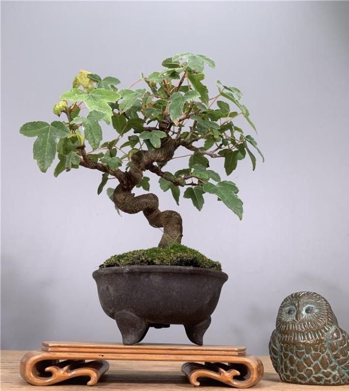 代訂日本小葉唐楓 傢俬 家居 Gardening Plants Carousell