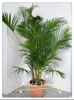 (Category: ) located in . Submitted by thebotanicaco (Listing ID 1029762862, Image 1). Description: .