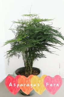 (Category: ) located in . Submitted by thebotanicaco (Listing ID 1029763683, Image 1). Description: .