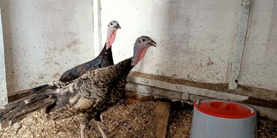 Ayam Belanda Turkey Everything Else Others On Carousell