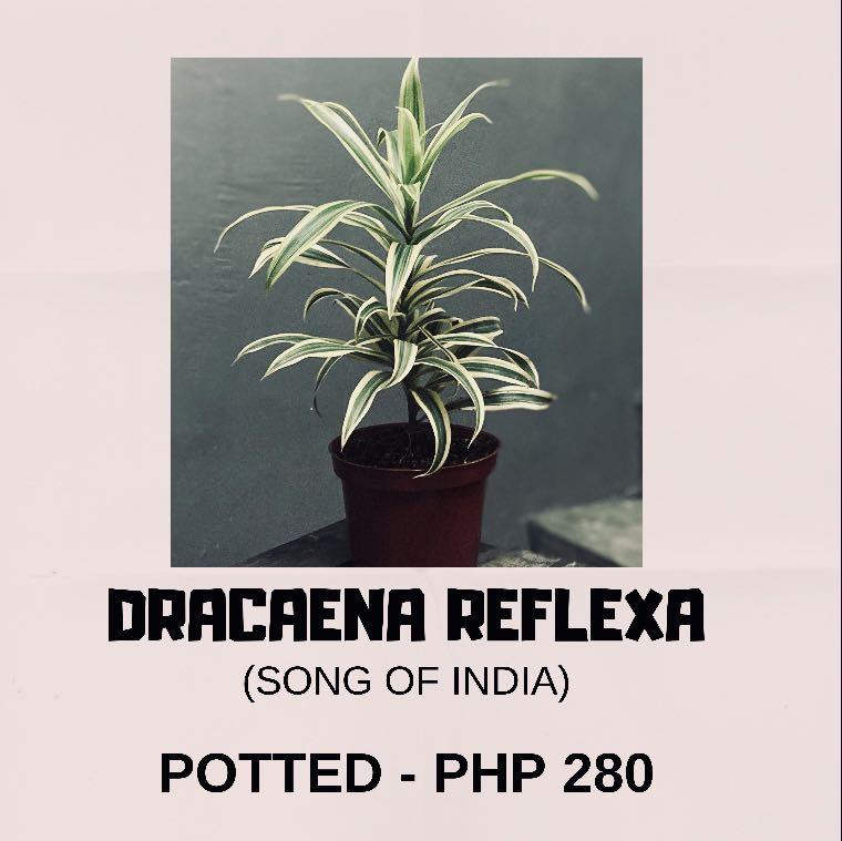 Cheap Plants For Sale Gardening Flowers Plants On Carousell