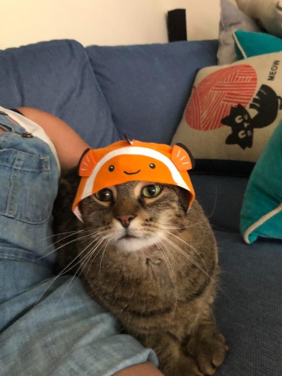 Cute Cat Hat - Nemo and Watermelon, Free Items on Carousell