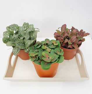 (Category: ) located in . Submitted by thebotanicaco (Listing ID 1029764482, Image 1). Description: .