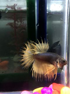 Ikan Cupang Candy Multicolor Perlengkapan Hewan Aksesoris Hewan Di Carousell