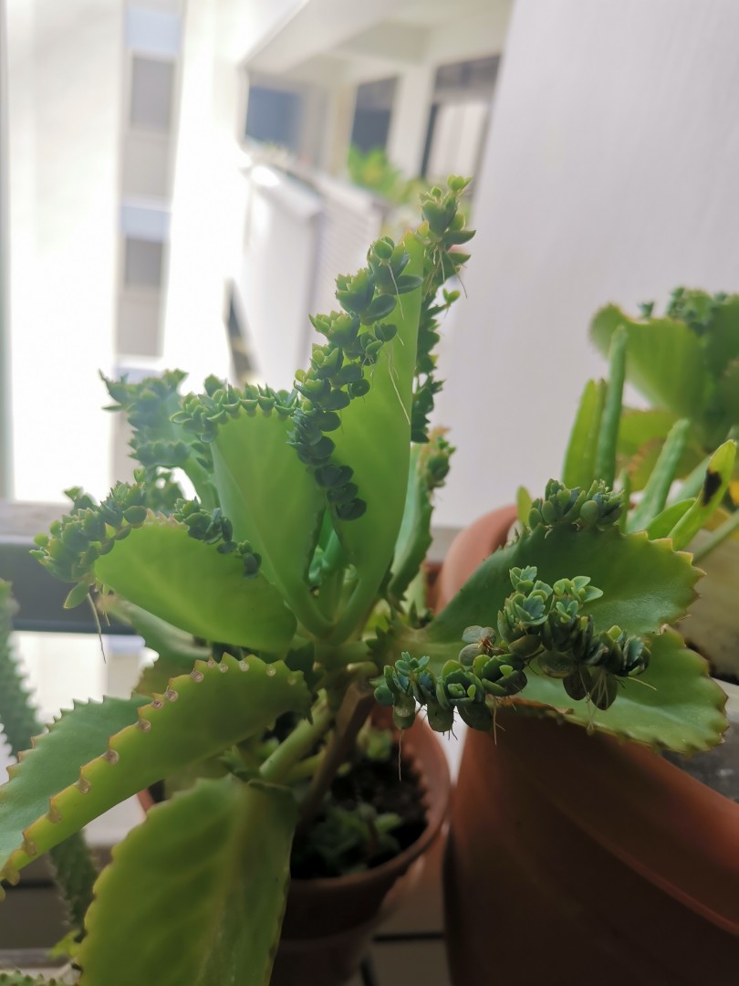 Three Mother Of Thousands Succulent Plants - Bryophyllum Daigremontianum, Rooted