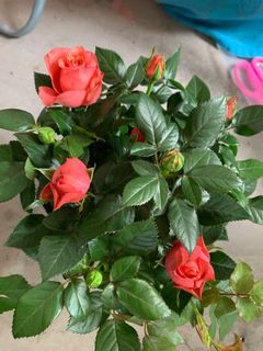 (Category: ) located in . Submitted by vijaya30 (Listing ID 1029711389, Image 1). Description: .