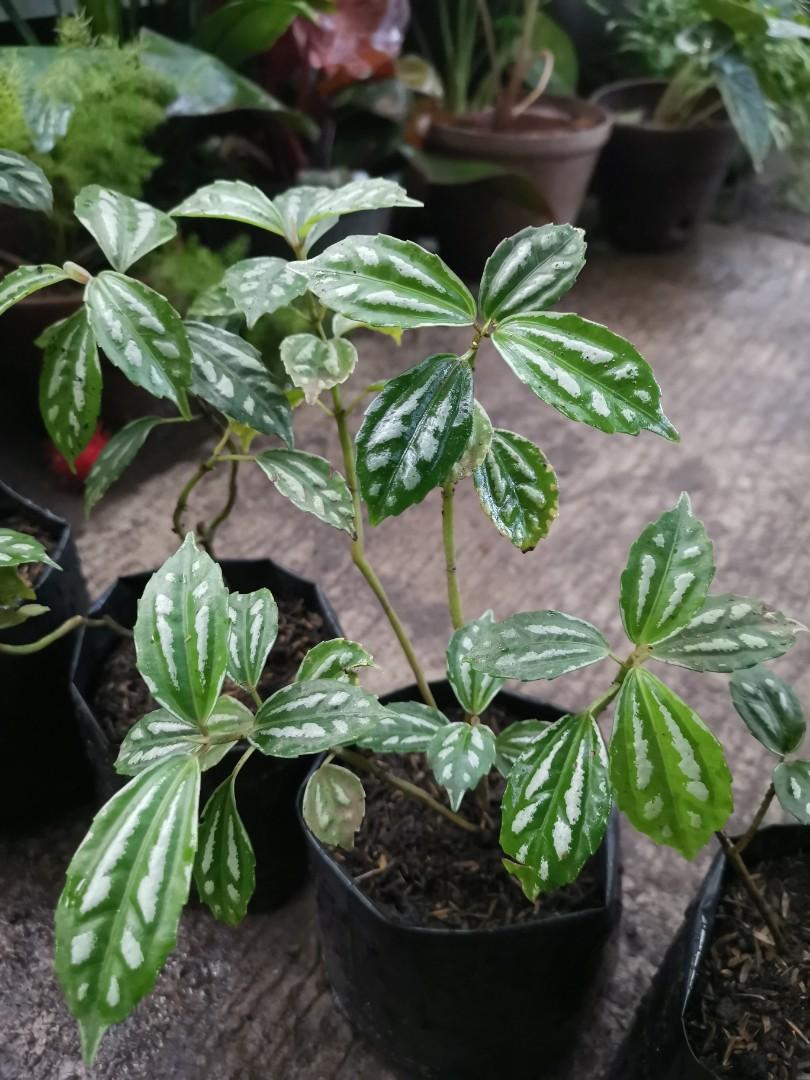 Pilea Cadierei Or Aluminum Plant Gardening Flowers Plants On Carousell