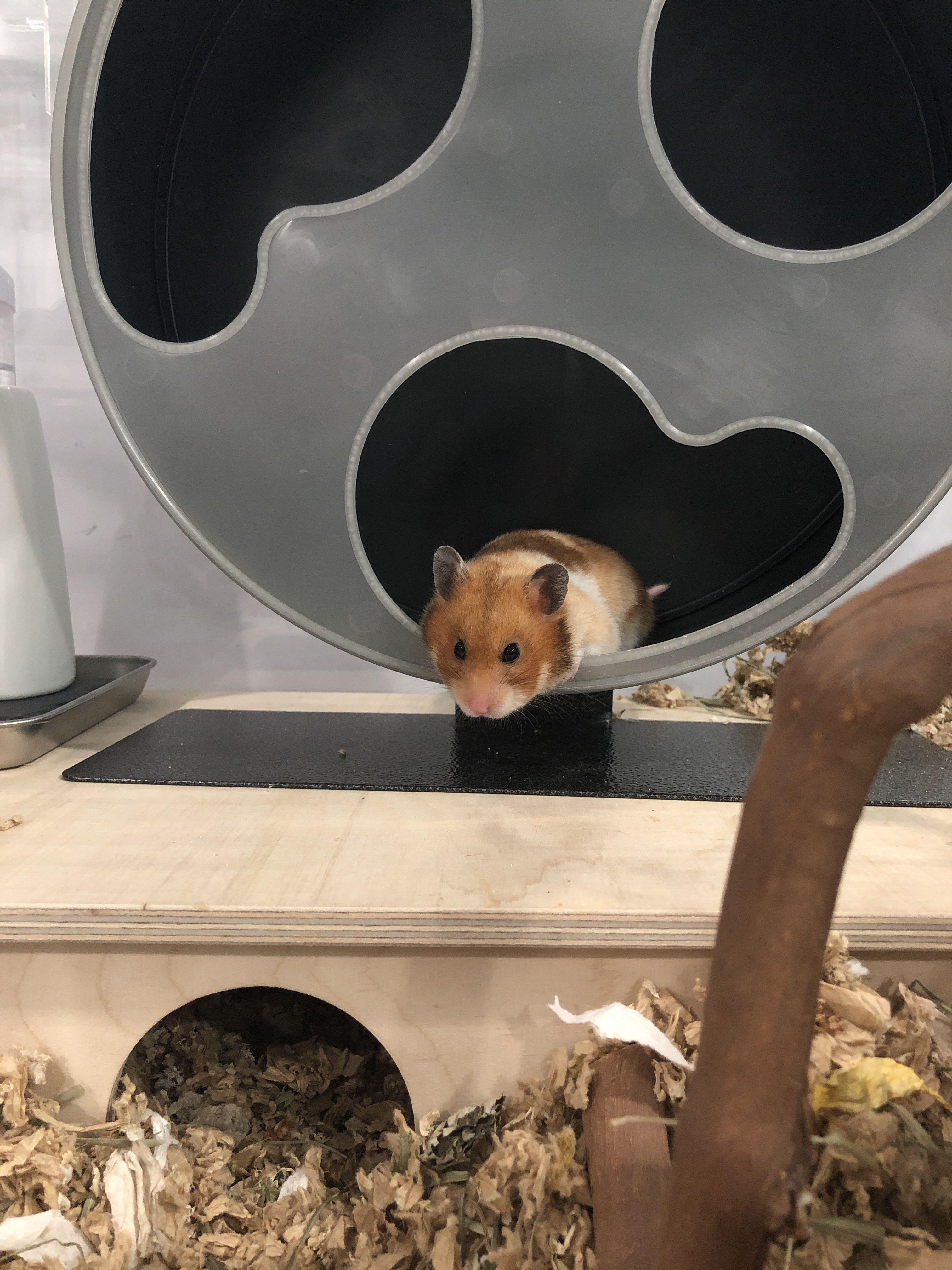 Silent runner hamster 2025 wheel