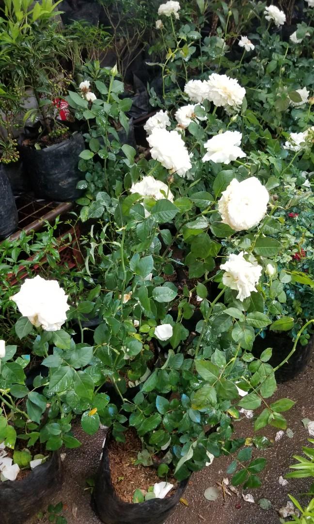American White Rose Gardening Flowers Plants On Carousell