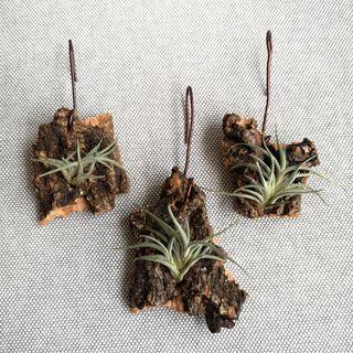 Bandensis Airplant (Tillandsia)