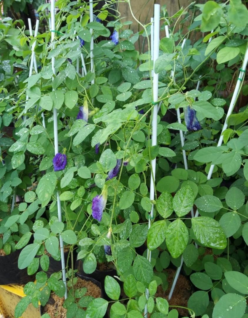 Blue butterfly pea ternate plant herb tea Furniture Home Living