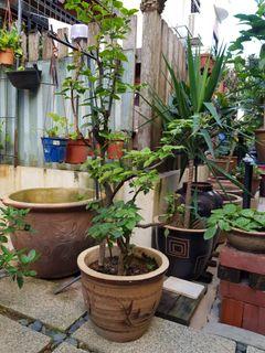 Bouganvilla in pots