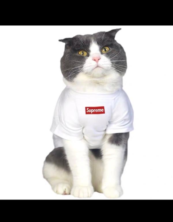 Supreme cat collar store
