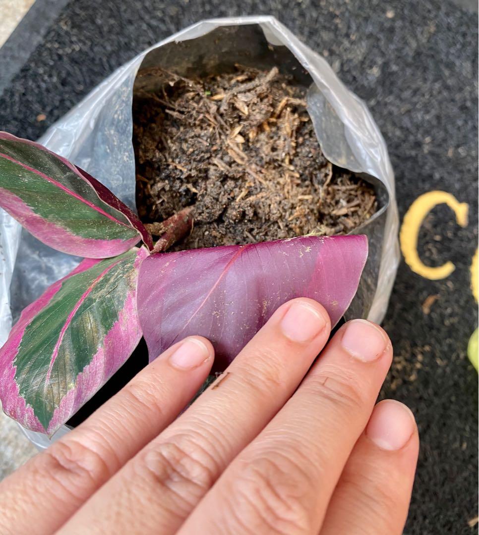 Calathea Eclipse, Furniture & Home Living, Gardening, Plants & Seeds on