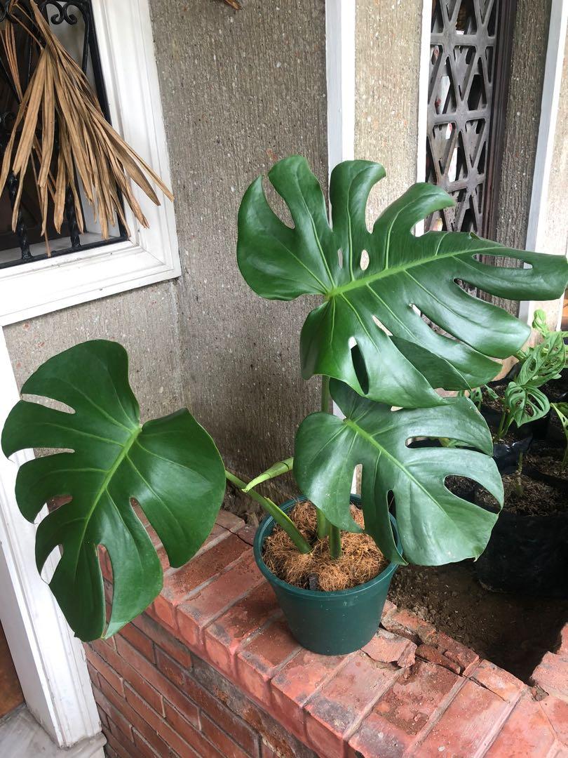 Monstera Borsigiana Gardening Flowers Plants On Carousell