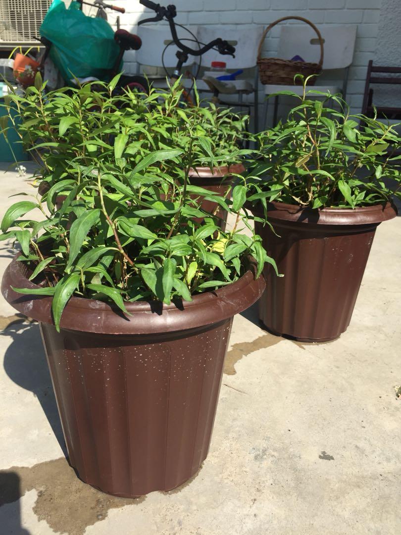 Merdeka Sale Pokok Daun Kesum Laksa Leaf Home Furniture Gardening On Carousell