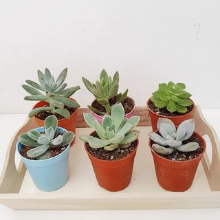 (Category: ) located in . Submitted by thebotanicaco (Listing ID 1030021400, Image 1). Description: .