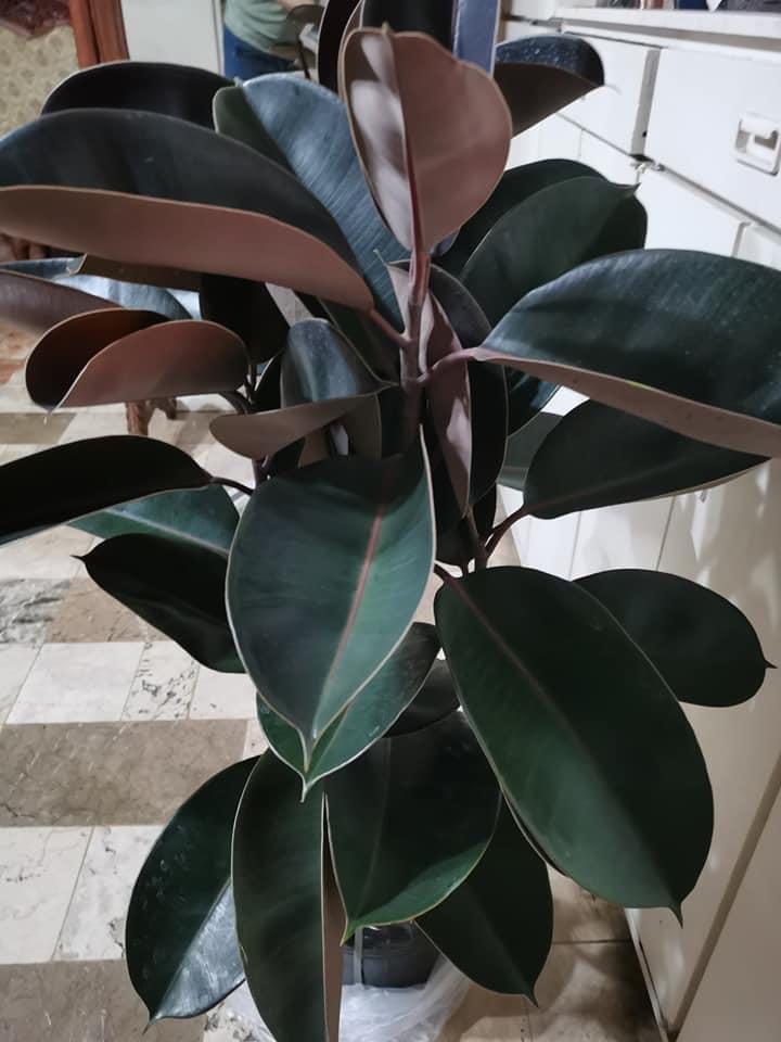 Burgundy Rubber Tree (Category: Plants & Seeds) located in Quezon City. Submitted by angel_sells (Listing ID 1030317627, Image 1). Description: Burgundy rubber tree 3.5ft established roots 5pcs available Php 3800 each Fairview area.