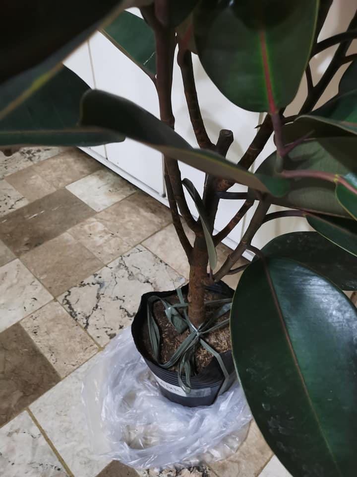 Burgundy Rubber Tree (Category: Plants & Seeds) located in Quezon City. Submitted by angel_sells (Listing ID 1030317627, Image 3). Description: Burgundy rubber tree 3.5ft established roots 5pcs available Php 3800 each Fairview area.
