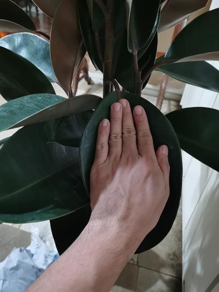 Burgundy Rubber Tree (Category: Plants & Seeds) located in Quezon City. Submitted by angel_sells (Listing ID 1030317627, Image 2). Description: Burgundy rubber tree 3.5ft established roots 5pcs available Php 3800 each Fairview area.