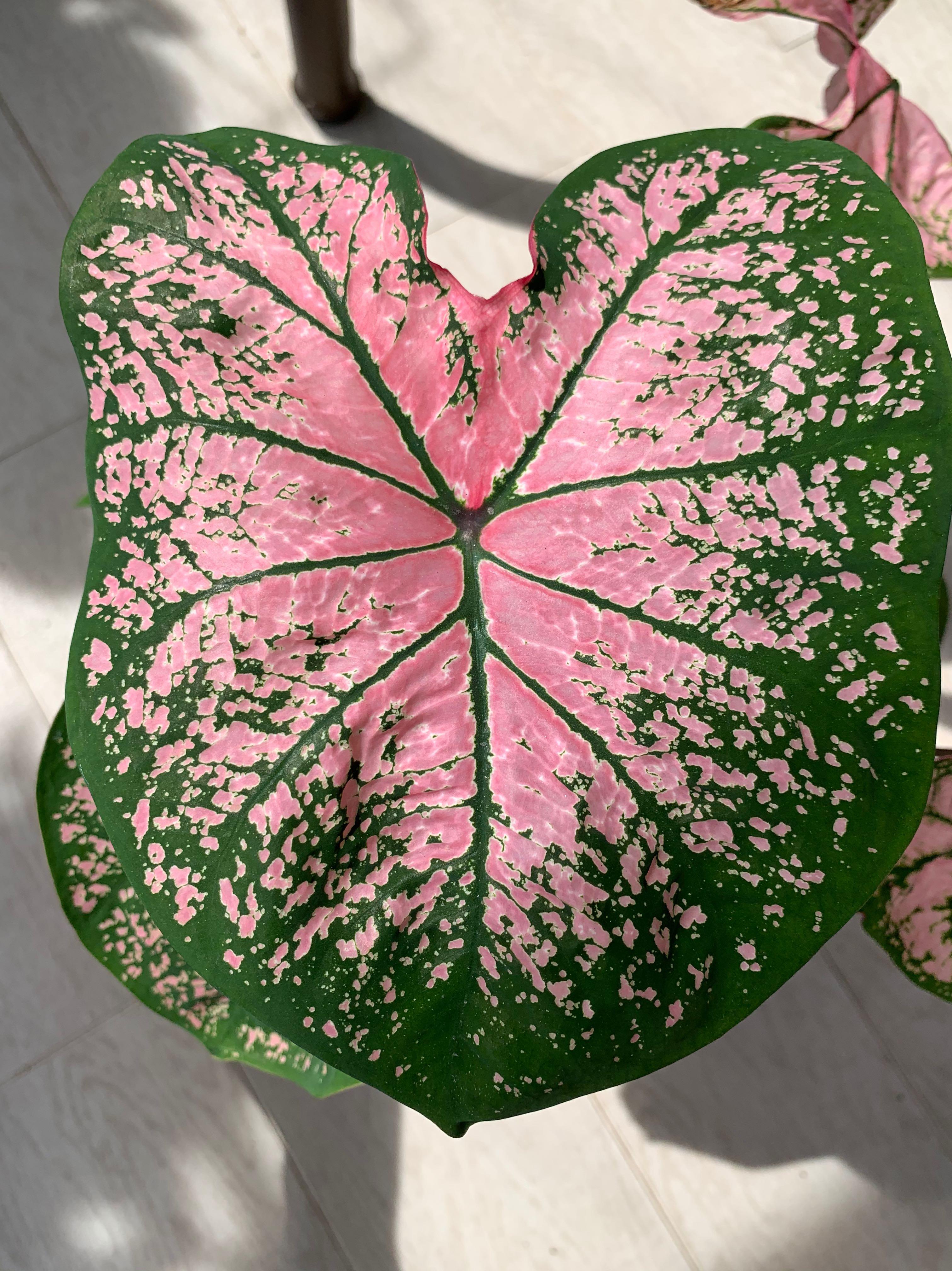 Caladiums For Sale