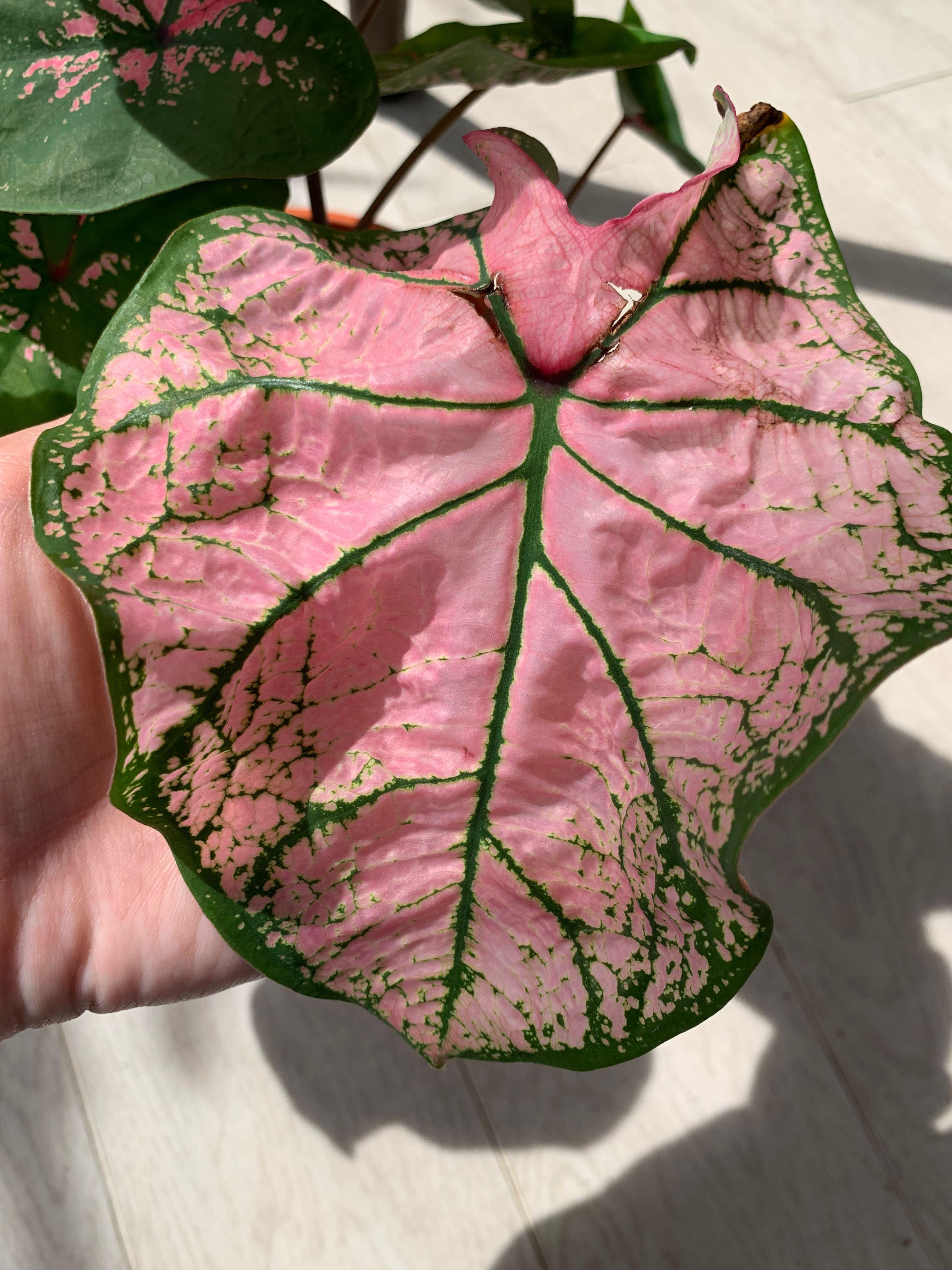 Updated: Caladium Pink Splash, Gardening, Plants on Carousell