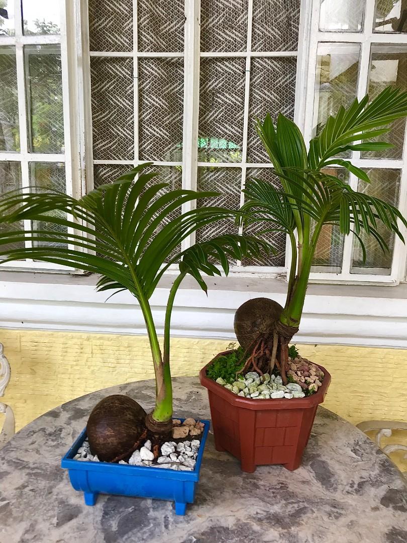 Coconut bonsai, Gardening, Flowers & Plants on Carousell