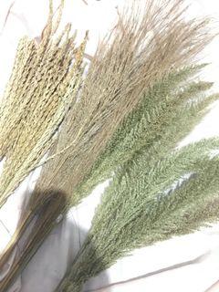 Dried Local Pampas, Foxtail and Corn flowers