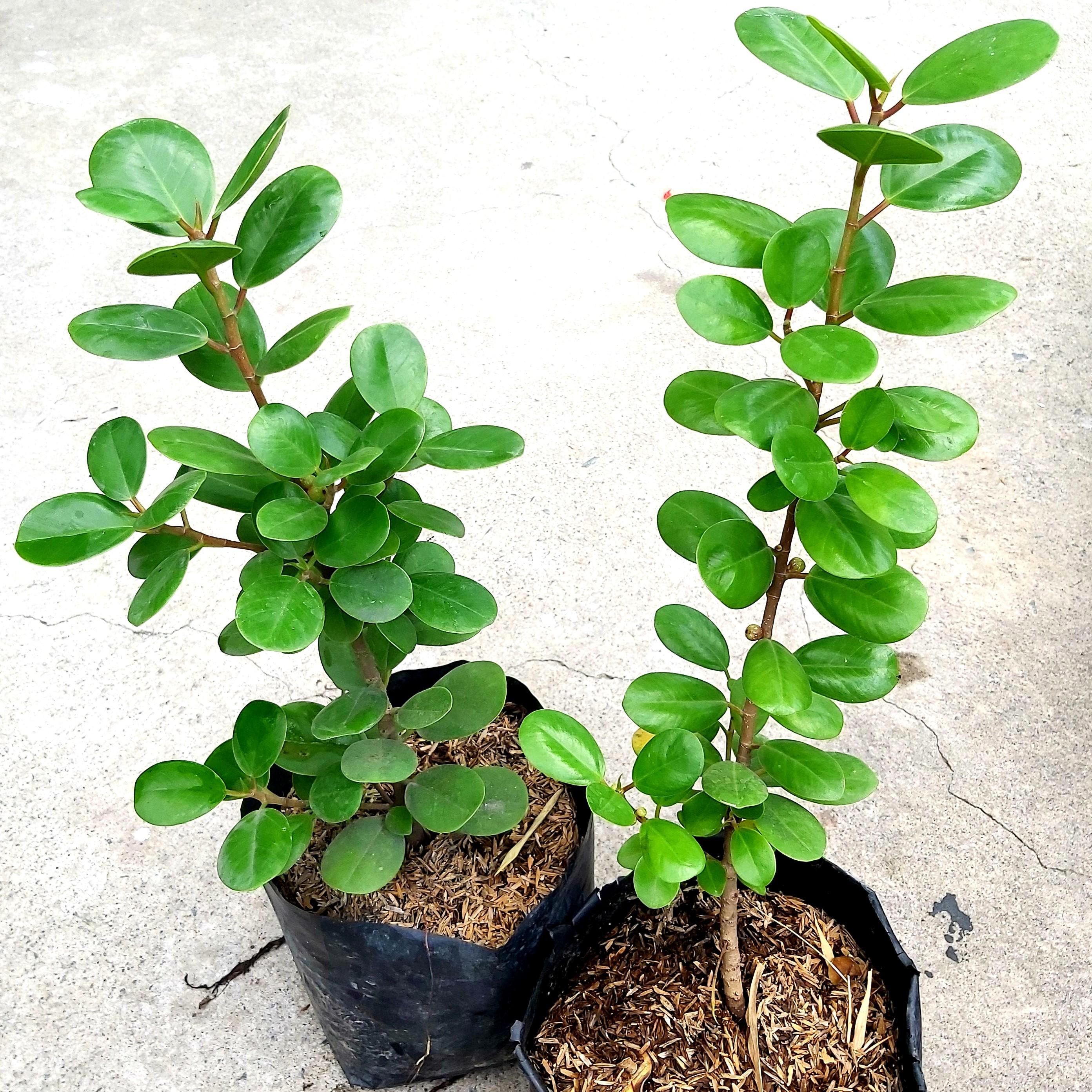 Ficus nana money tree  baby rubber tree furniture  home living