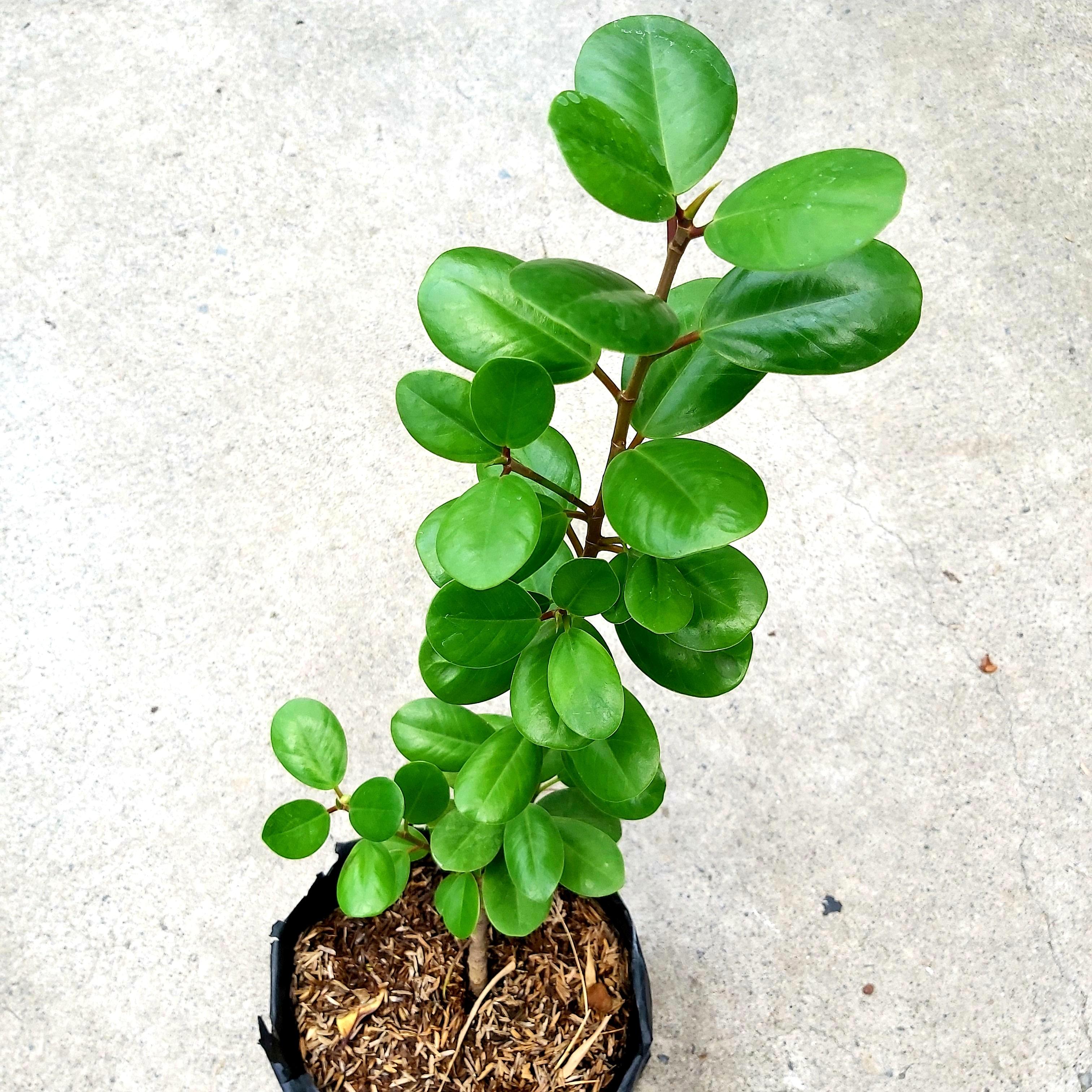 Ficus nana money tree  baby rubber tree furniture  home living