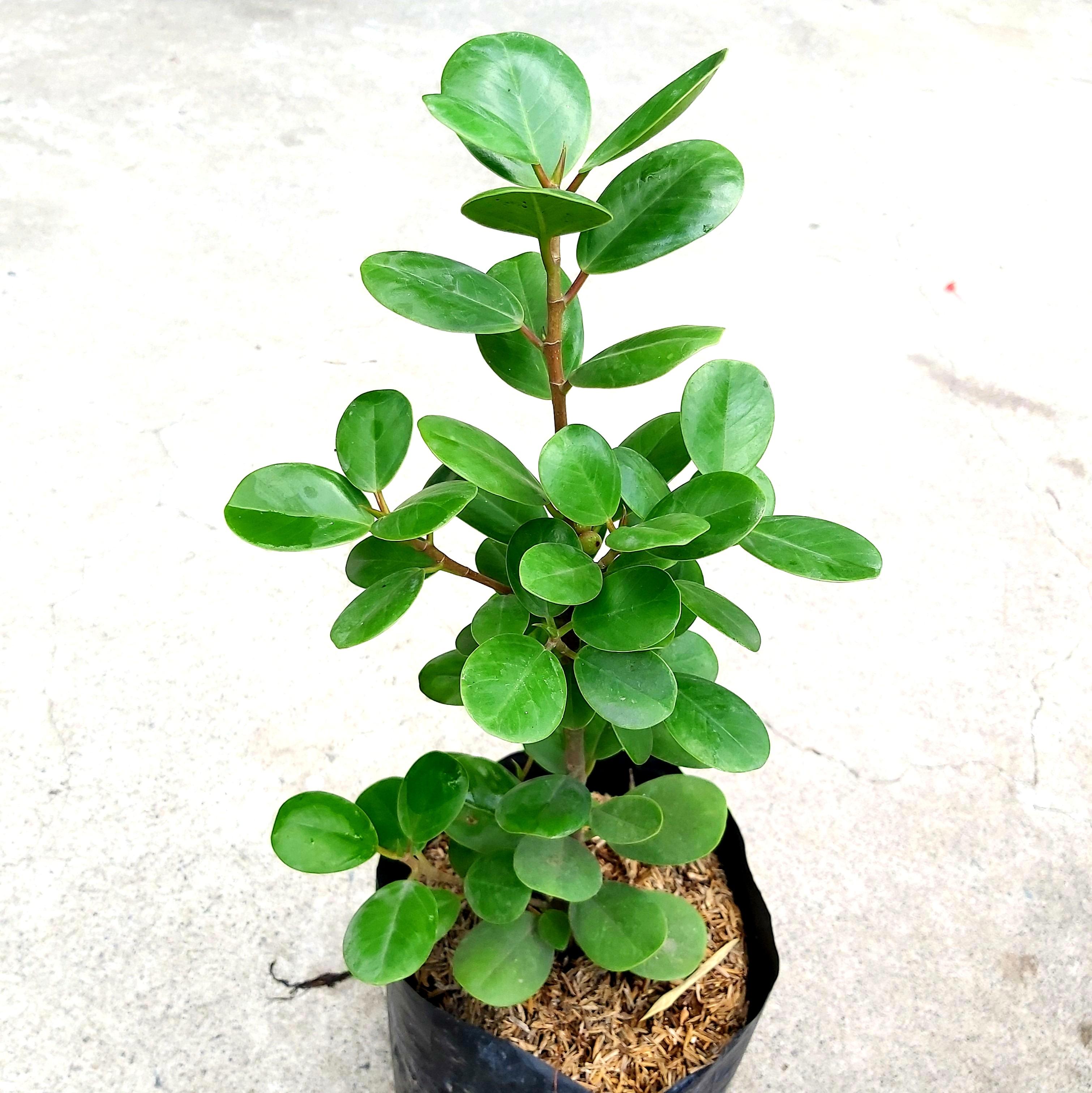 Ficus nana money tree  baby rubber tree furniture  home living