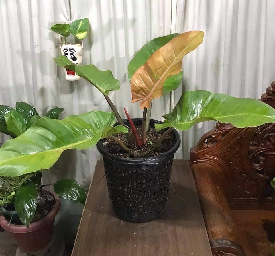 Philodendron Prince of Orange, Furniture & Home Living, Gardening ...